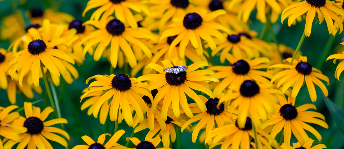 Courtney + Daniel - Ault Park Engagement