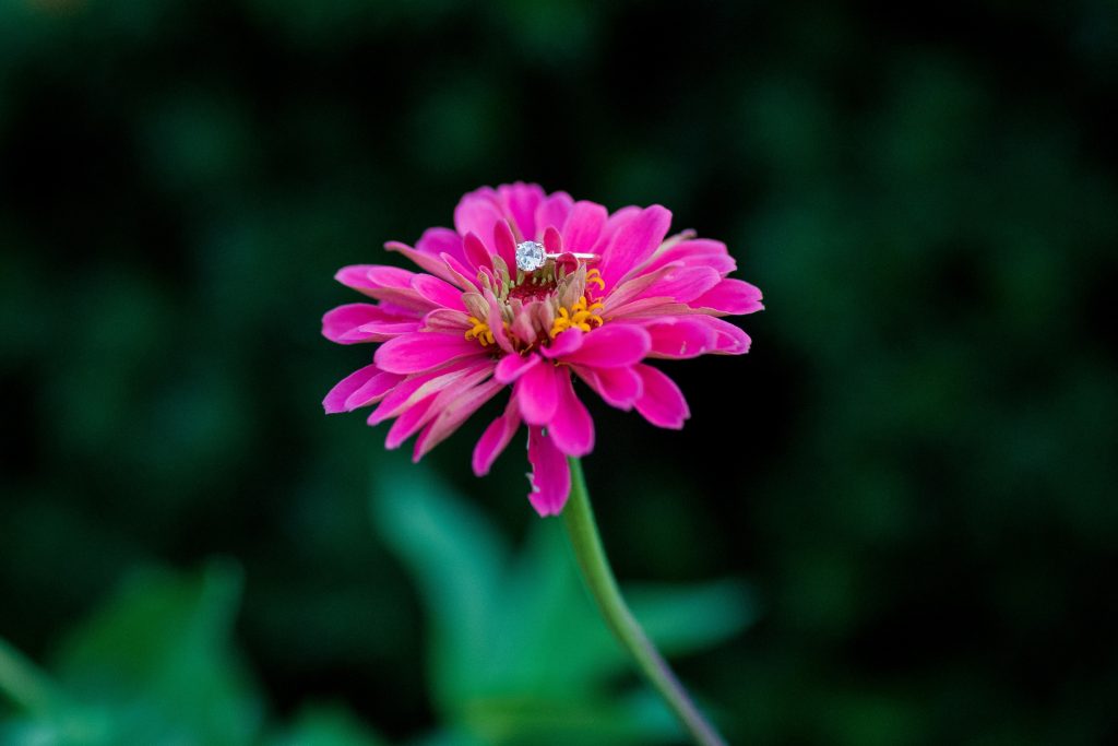 Lynn + Tom - Ault Park Engagement